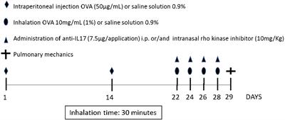 Effect of Anti-IL17 Antibody Treatment Alone and in Combination With Rho-Kinase Inhibitor in a Murine Model of Asthma